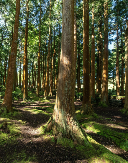 Utilisation d’emballages issus de filières respectueuses de l’environnement